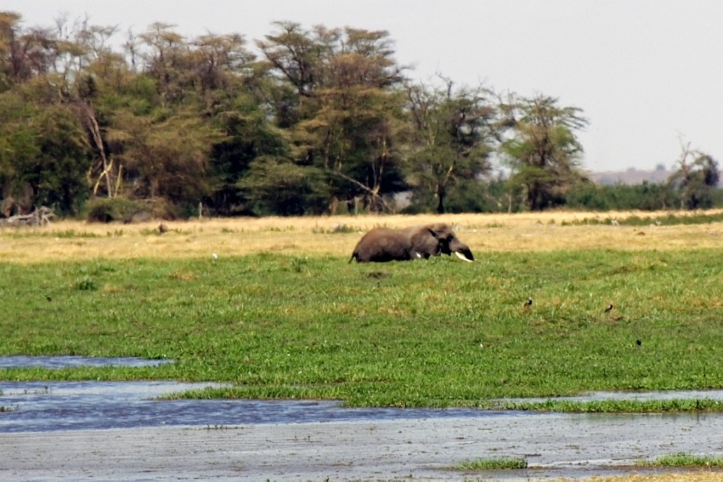 Kenia (172).jpg